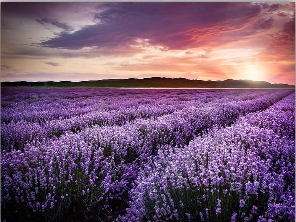 Obraz 100x70 cm Lavender Field – Wallity