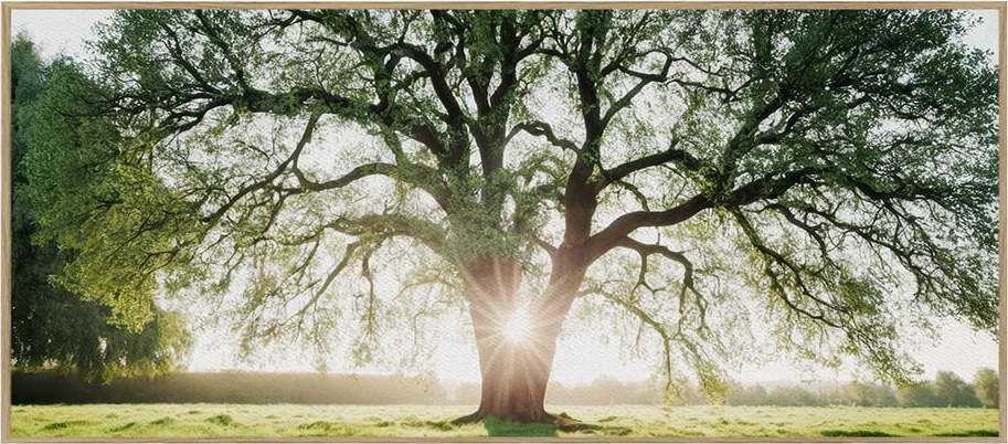 Obraz 150x60 cm Tree in the Sun