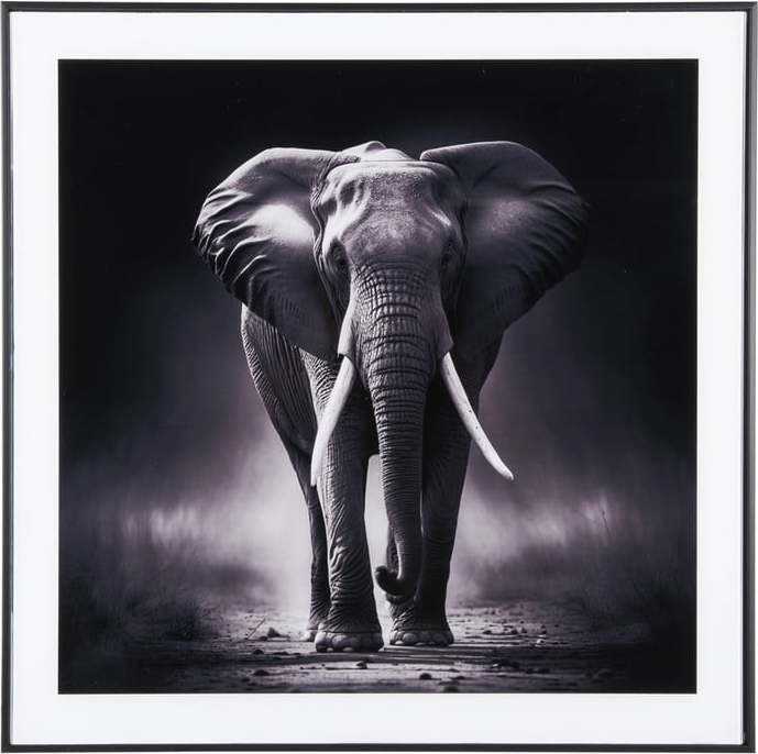 Obraz 50x50 cm Elephant – PT LIVING