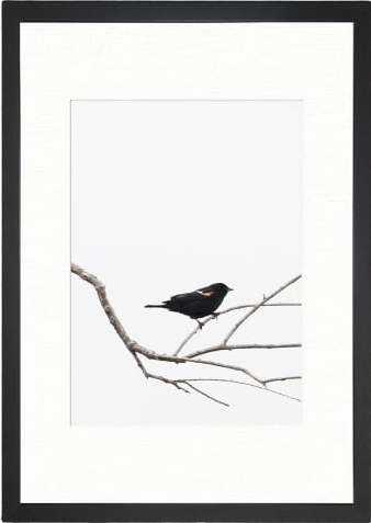 Plakát 24x29 cm Bird on the Branch – Tablo Center