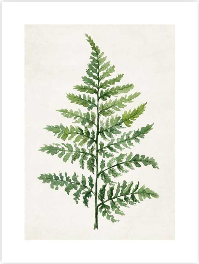 Plakát 40x50 cm Fern