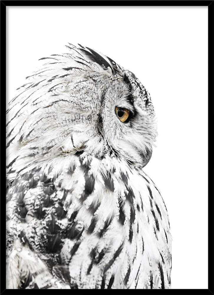 Plakát v rámu 50x70 cm Owl – Styler