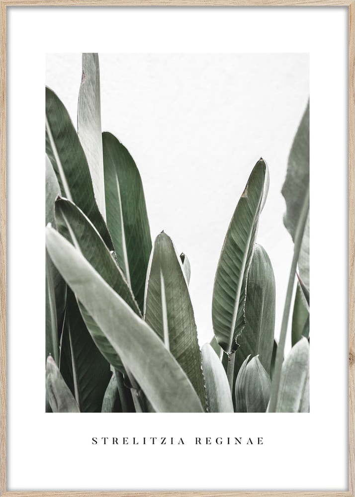 Plakát v rámu 50x70 cm Strelitzia – Styler