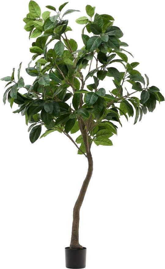 Umělý fíkus (výška 210 cm) Ficus – Kave Home