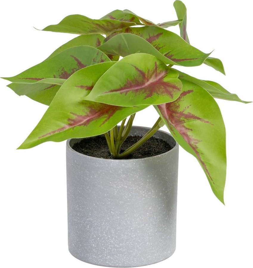 Umělá rostlina (výška 20 cm) Syngonium – Ixia