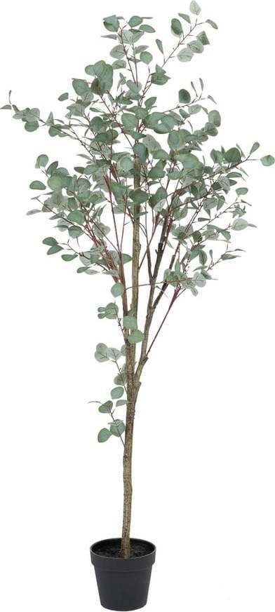 Umělý eukalyptus (výška 180 cm) Eucalyptus – Ixia