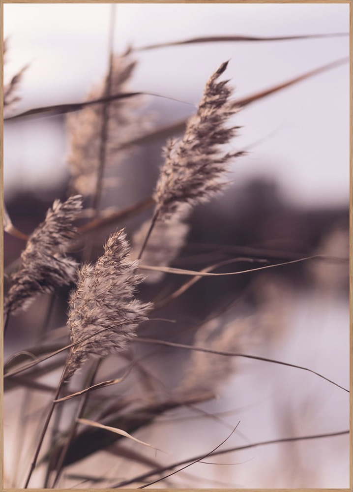 Plakát v rámu 50x70 cm Mellow Grasses 3 – Malerifabrikken